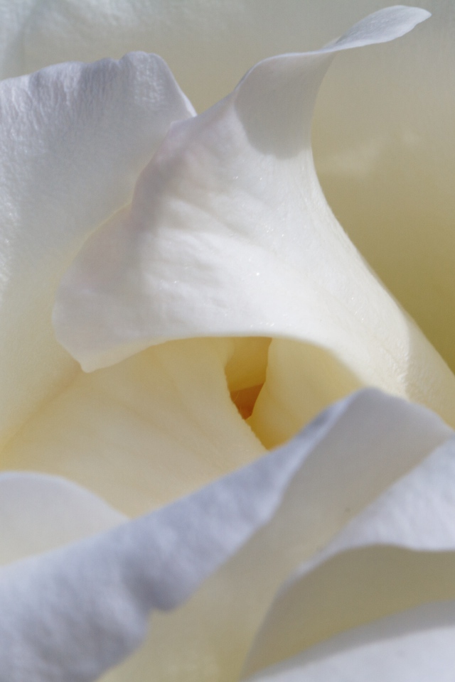 Красивые нежные белые лепестки розы крупным планом