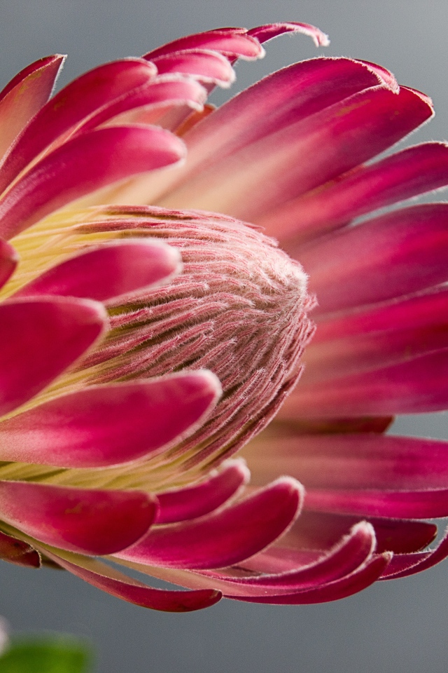 Красивый комнатный цветок протея крупным планом