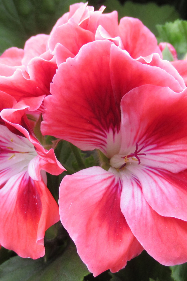 Красивый комнатный цветок герань с розовыми цветами