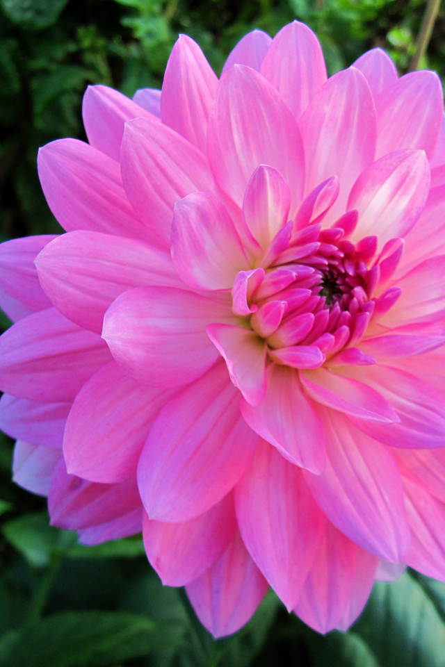 Красивый крупный розовый цветок георгины на клумбе 