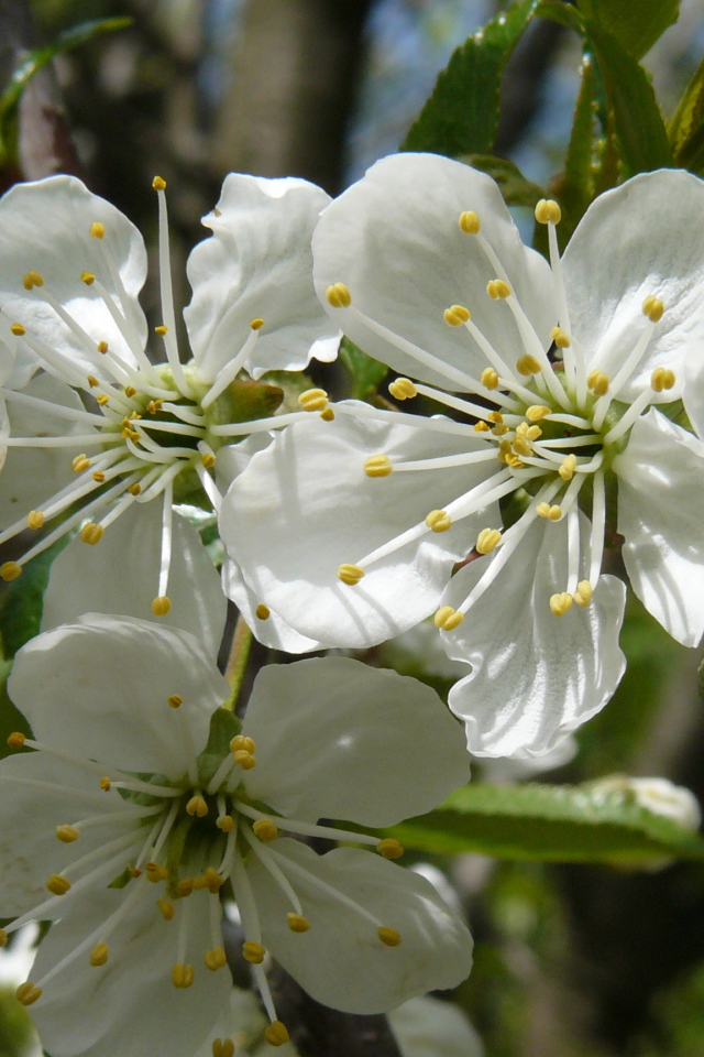 Красивые крупные белые цветы черешни на ветке 