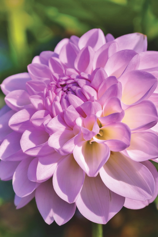 Красивый сиреневый нежный цветок садовой георгины