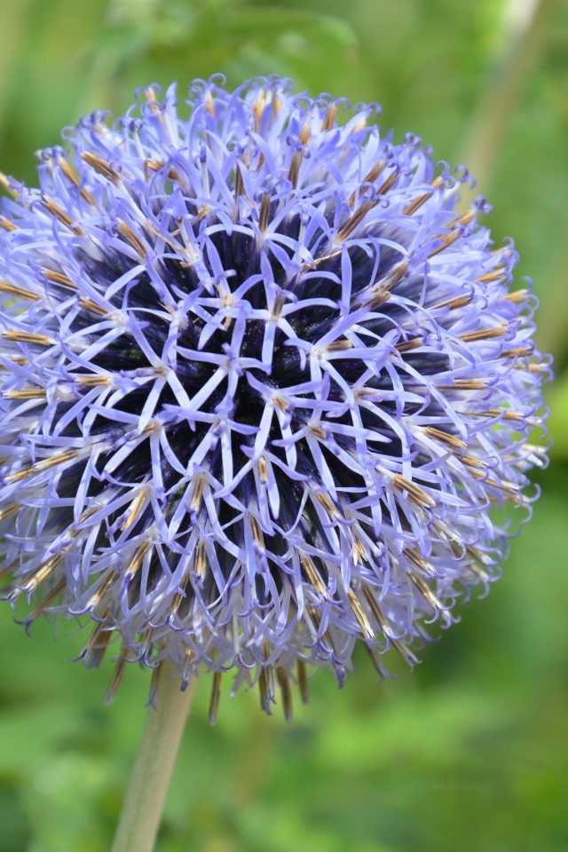 Красивый сиреневый цветок в форме шара