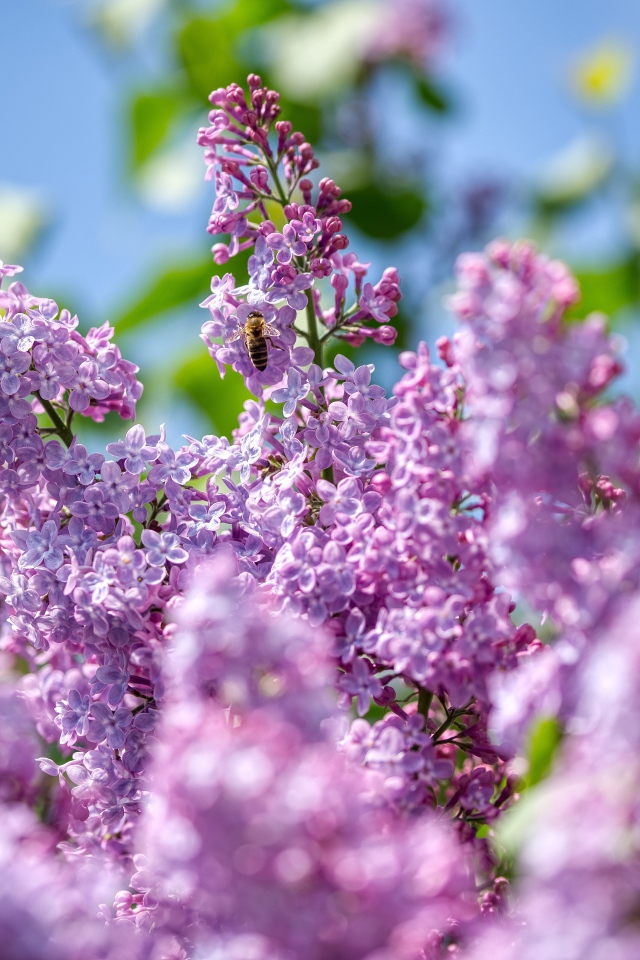 Красивые цветы сирени в лучах солнца