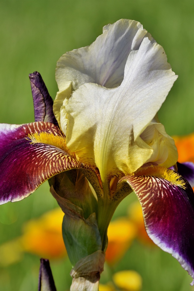 Красивый сиреневый цветок ириса крупным планом