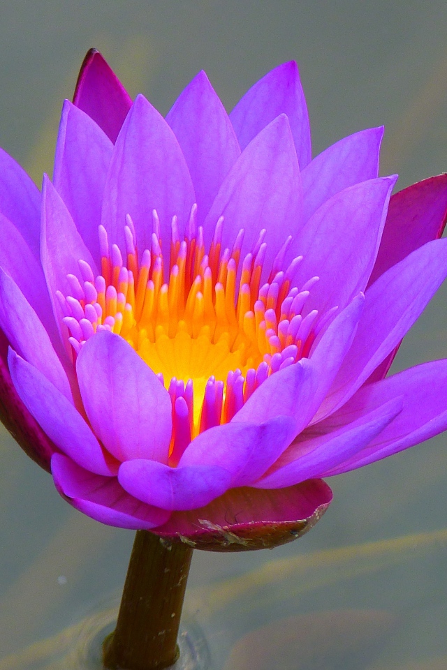 Красивый сиреневый цветок лотоса в воде