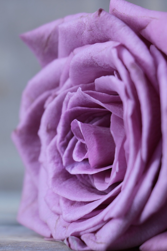 Красивый цветок сиреневой розы на сером фоне