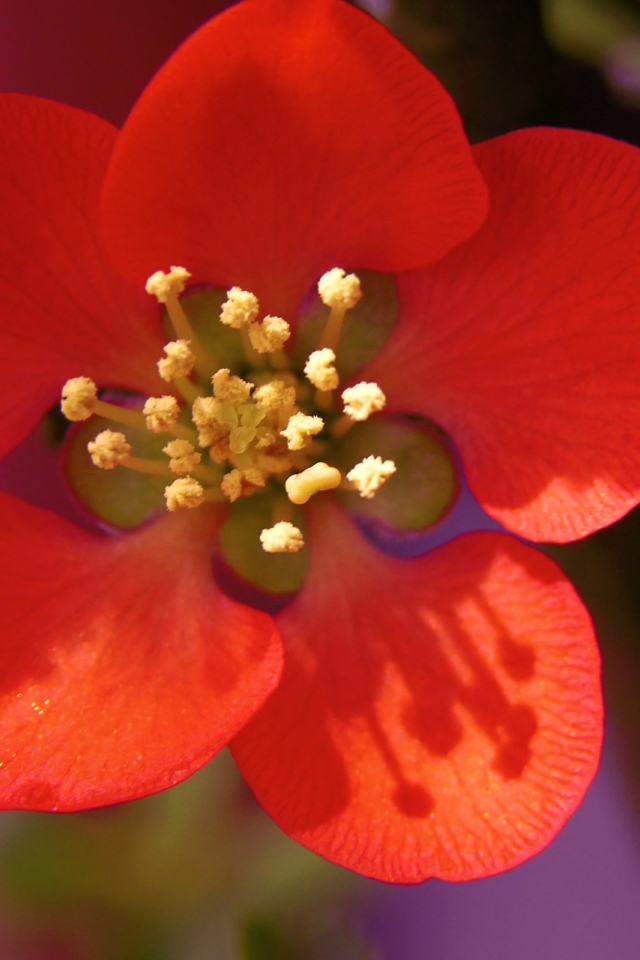 Красивый маленький красный цветок на ветке крупным планом