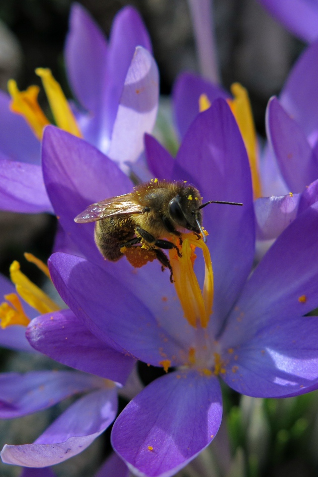 Красивые маленькие нежные сиреневые крокусы с пчелой 