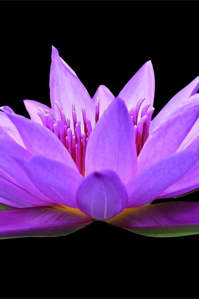 Красивый цветок лотоса на черном фоне крупным планом