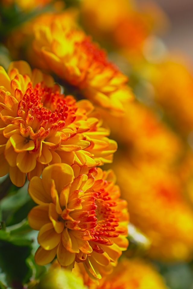 Красивые оранжевые осенние хризантемы в лучах солнца 