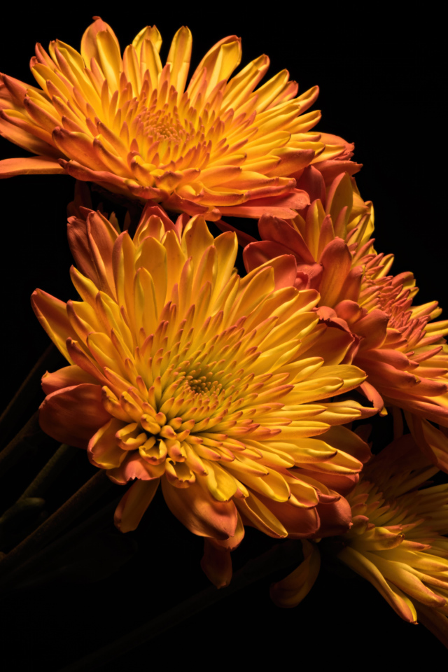 Красивые оранжевые хризантемы на черном фоне