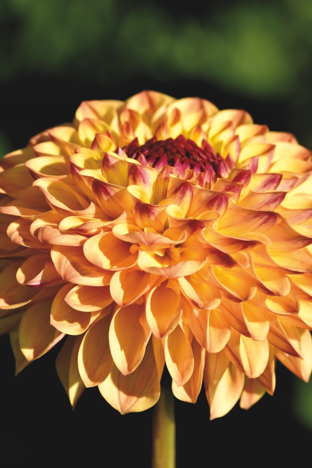 Красивая оранжевая георгина крупным планом на клумбе 