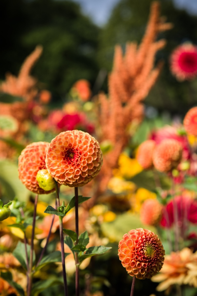 Красивые оранжевые цветы георгины на клумбе 