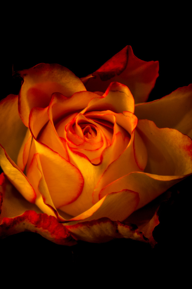 Красивая оранжевая роза крупным планом на черном фоне