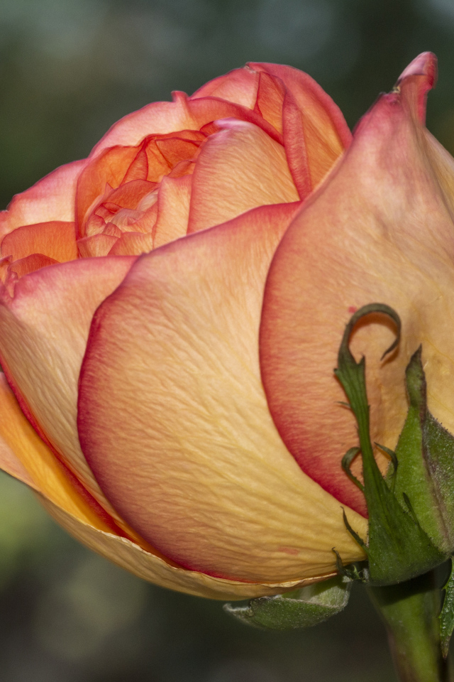 Красивая оранжевая роза крупным планом на клумбе