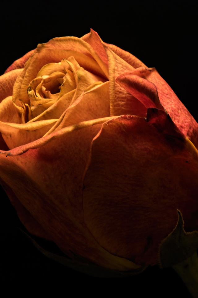 Красивая оранжевая роза на черном фоне крупным планом