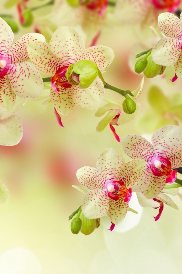 Красивый цветок орхидеи с бутонами на ветке 