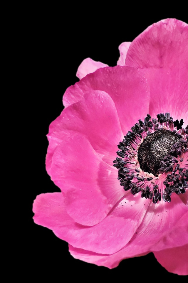 Красивый розовый цветок анемона на черном фоне 