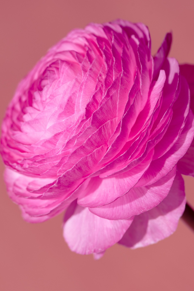 Красивый розовый цветок лютика крупным планом