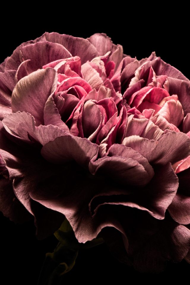 Красивый розовый цветок гвоздики на черном фоне