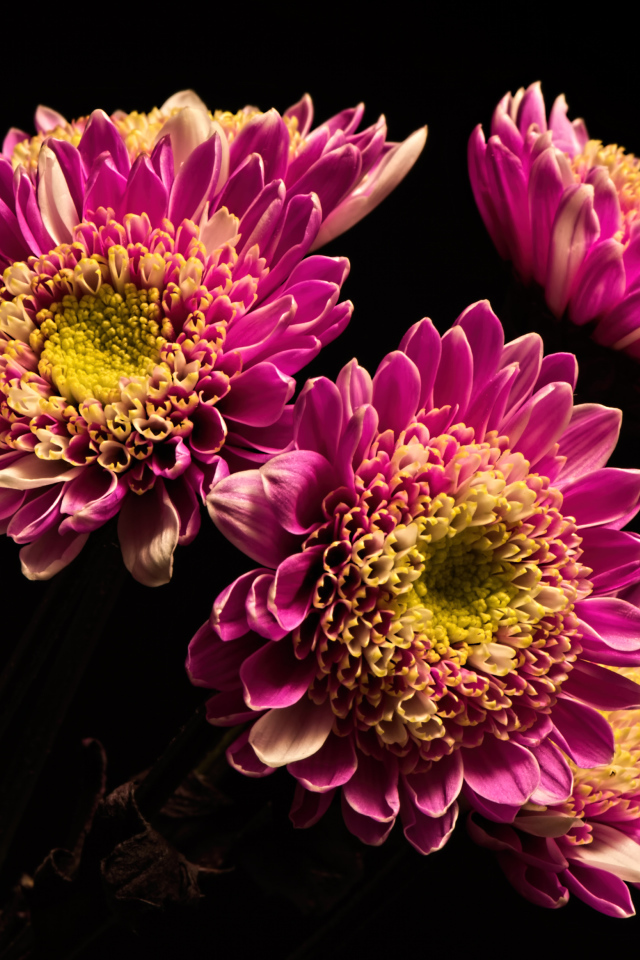 Красивые розовые хризантемы на черном фоне
