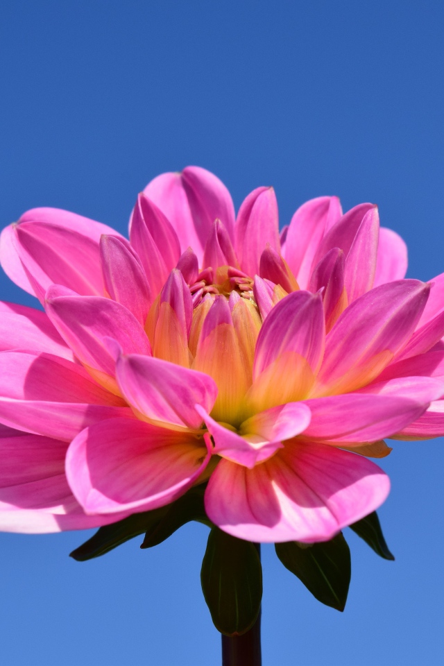 Красивый розовый цветок георгины на голубом фоне 