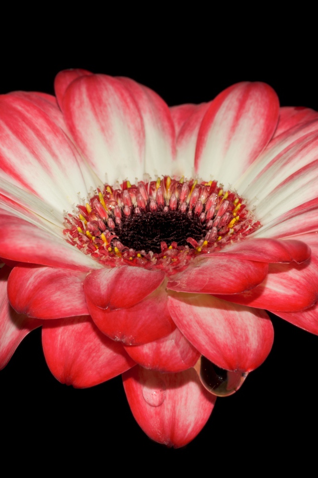 Красивый розовый цветок герберы на черном фоне