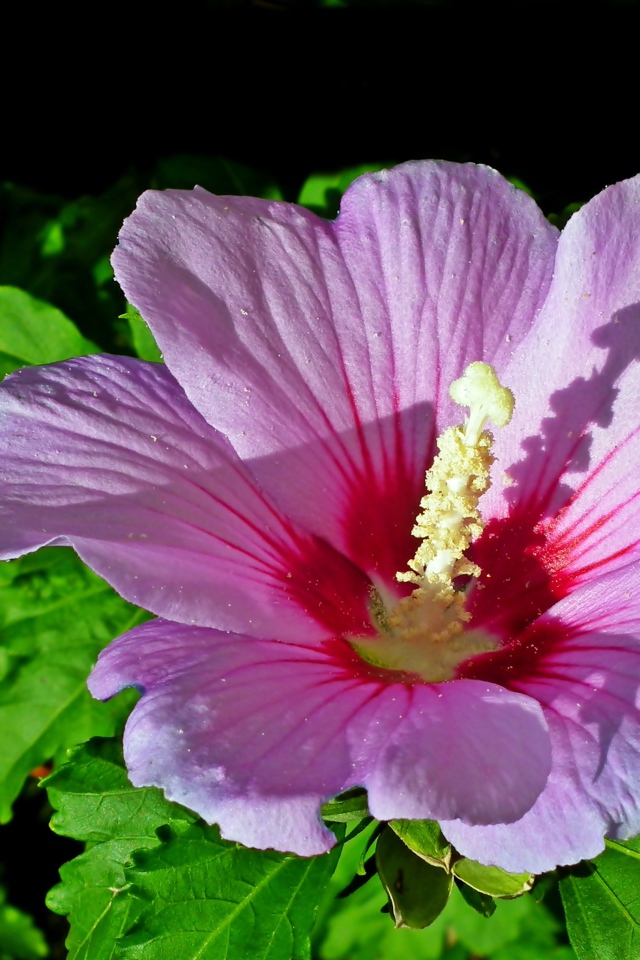 Красивый розовый цветок гибискуса с зелеными листьями