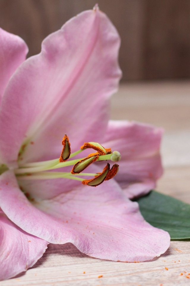 Красивая розовая лилия лежит на столе 