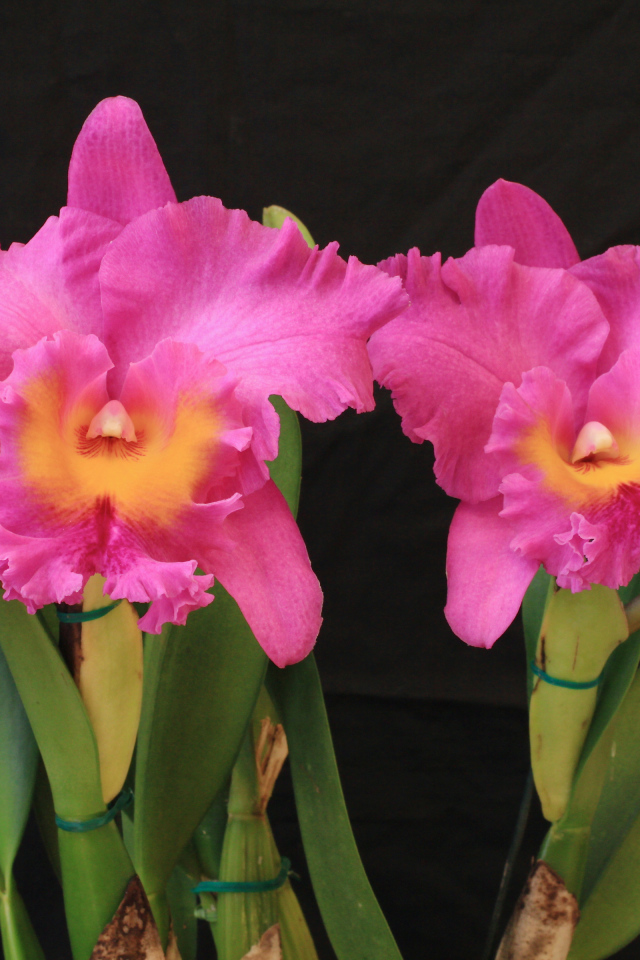Красивые розовые орхидеи на черном фоне