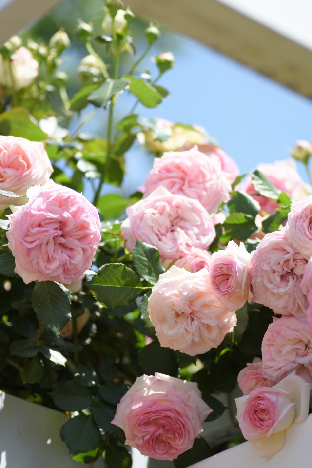 Красивые розовые парковые розы летом