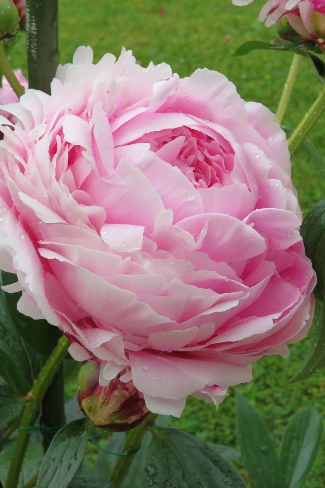 Красивый розовый пион с бутонами на клумбе