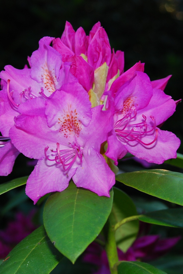 Красивый розовый цветок рододендрон крупным планом