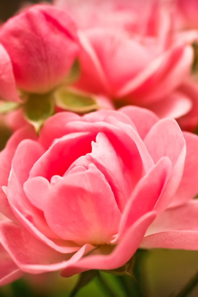 Beautiful pink room rose flowers with buds