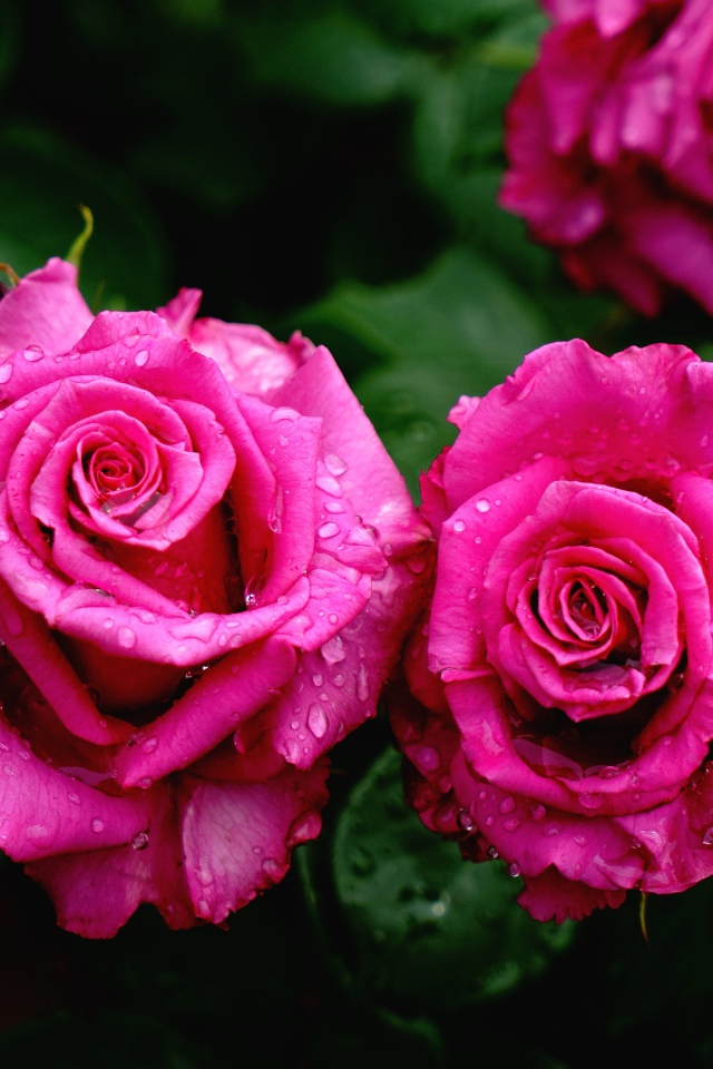 Красивые розовые розы на клумбе в каплях росы