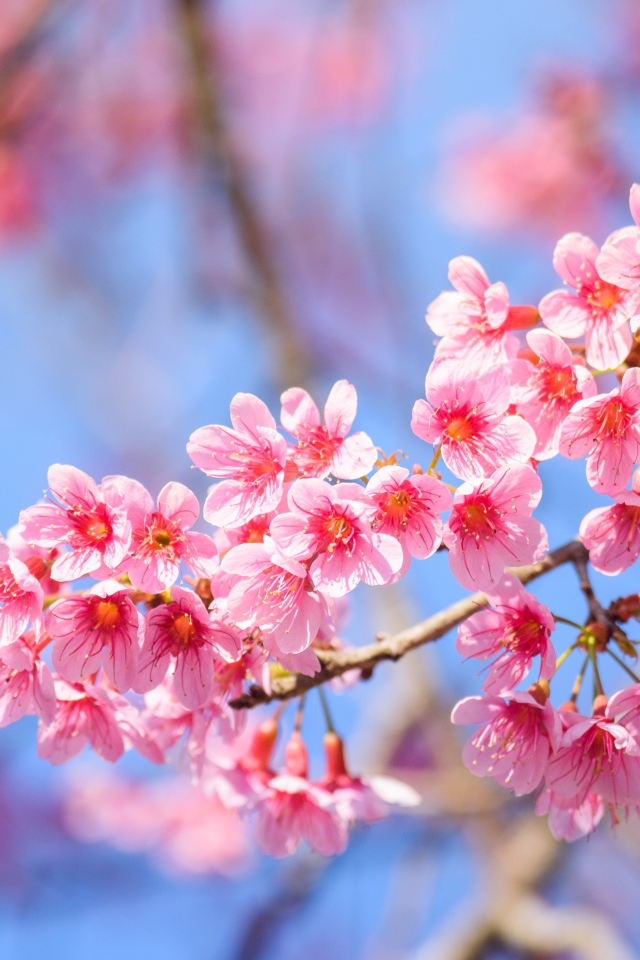 Красивые розовые весенние цветы на ветке дерева