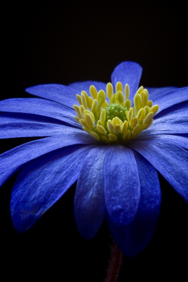 Красивый фиолетовый цветок с желтой серединкой на черном фоне