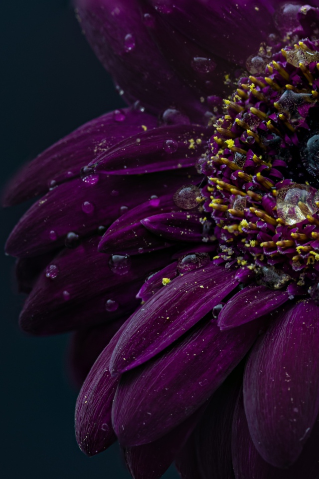 Beautiful purple gerbera flower in water drops
