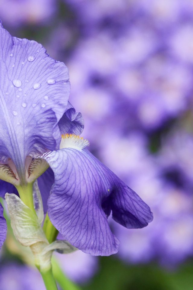 Красивый фиолетовый цветок ириса в каплях росы