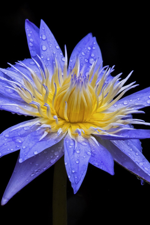 Красивый фиолетовый цветок лотоса в каплях росы на черном фоне