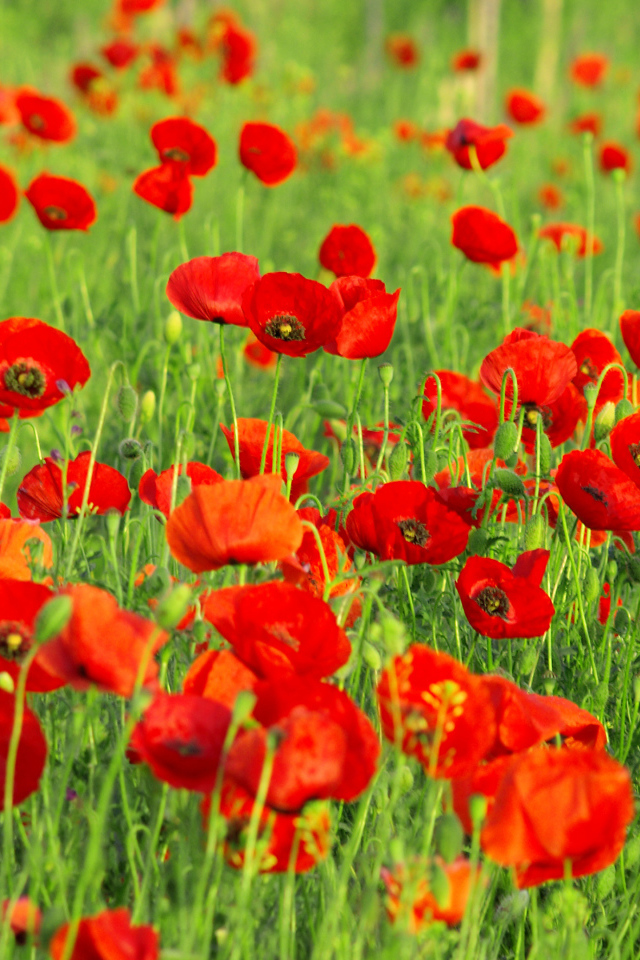 Красивые красные полевые летние маки на поле 