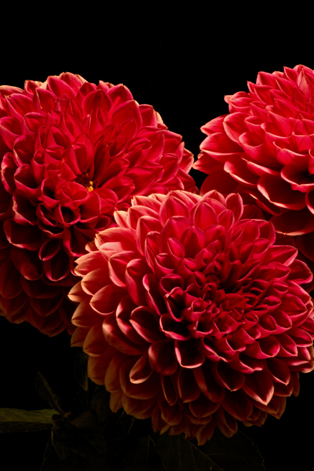 Красивые красные полные георгины на черном фоне