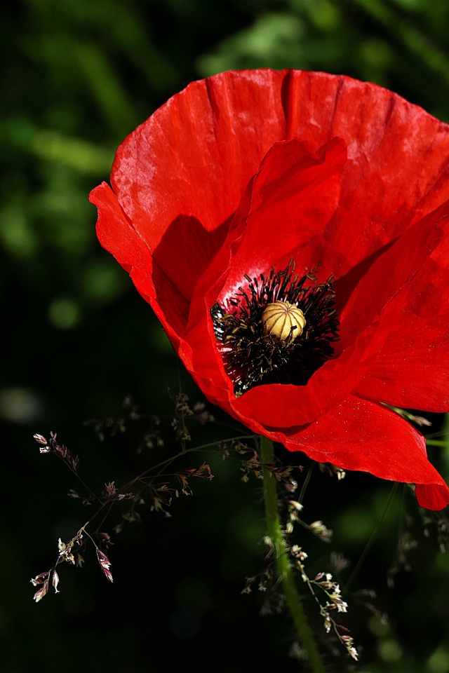 Красивый цветок красного мака крупным планом