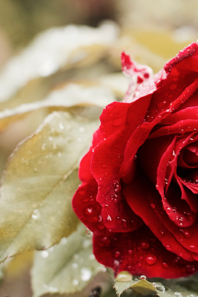 Красивая красная роза в каплях росы в саду крупным планом