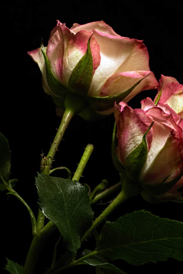 Красивые розы с бело-розовыми лепестками на черном фоне