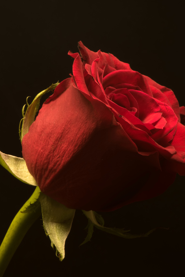 Красивая алая английская роза на черном фоне