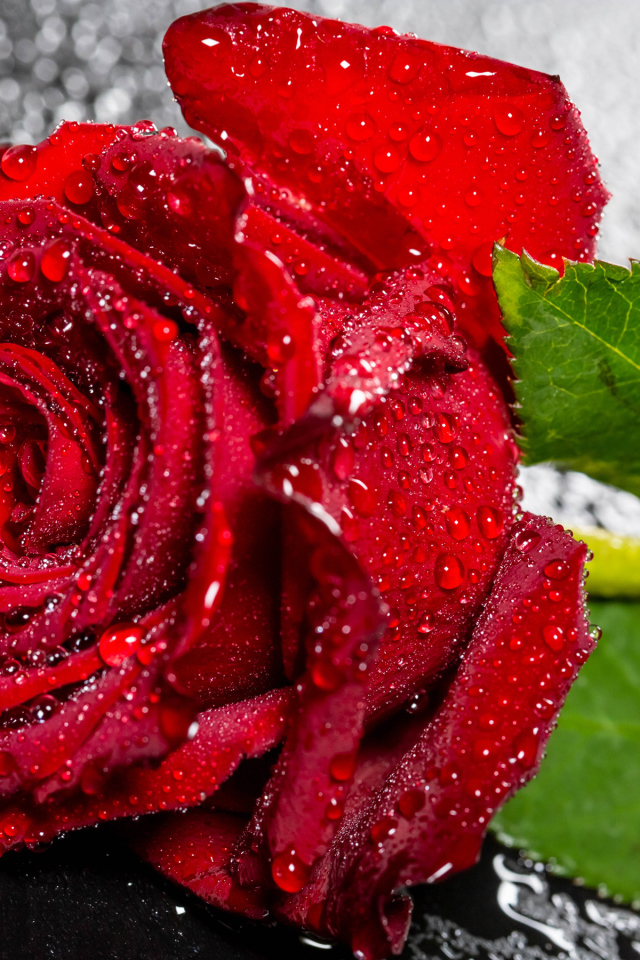 Красивая алая роза в каплях воды на черном поверхности 