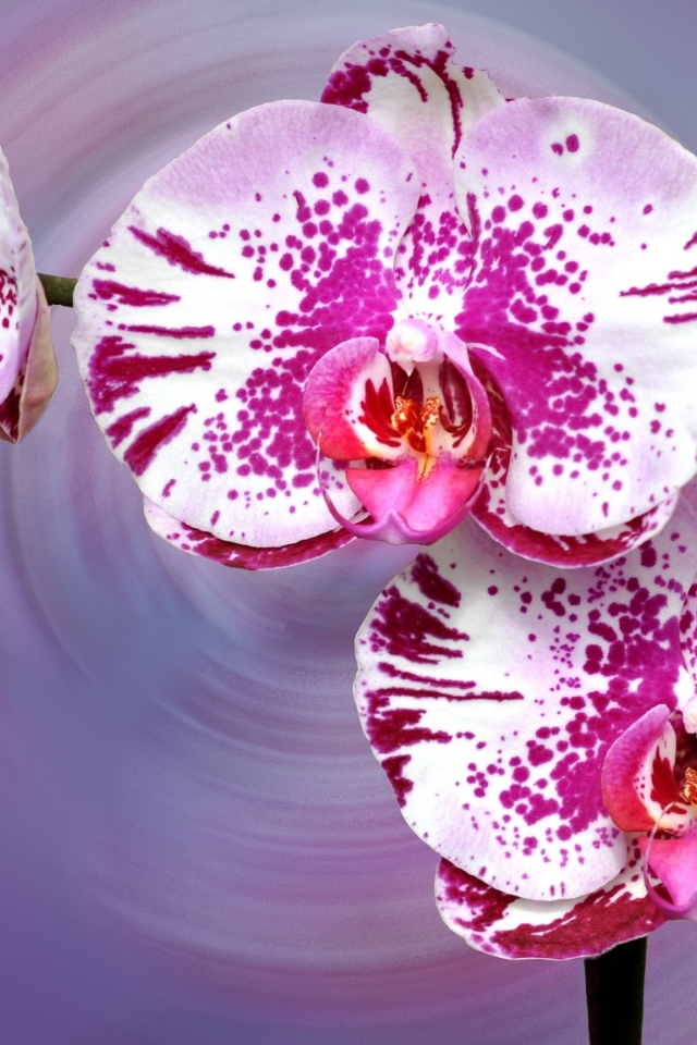 Красивая пятнистая розовая орхидея на сиреневом фоне