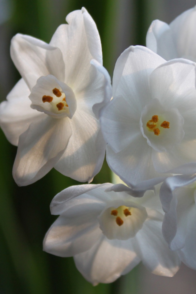 Красивые белые цветы амариллиса на ветке